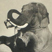 elephants